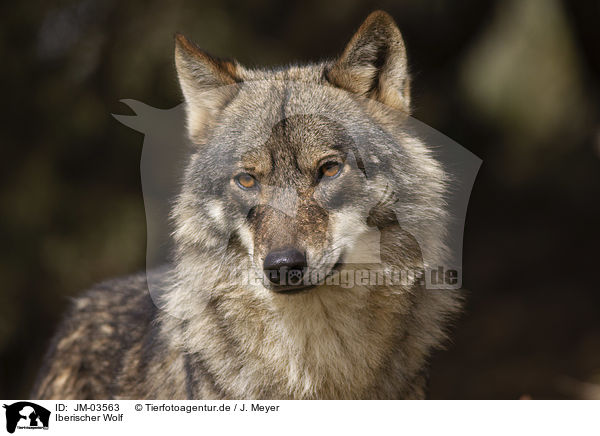 Iberischer Wolf / JM-03563