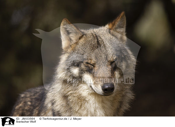 Iberischer Wolf / JM-03564