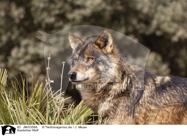 Iberischer Wolf / JM-03568