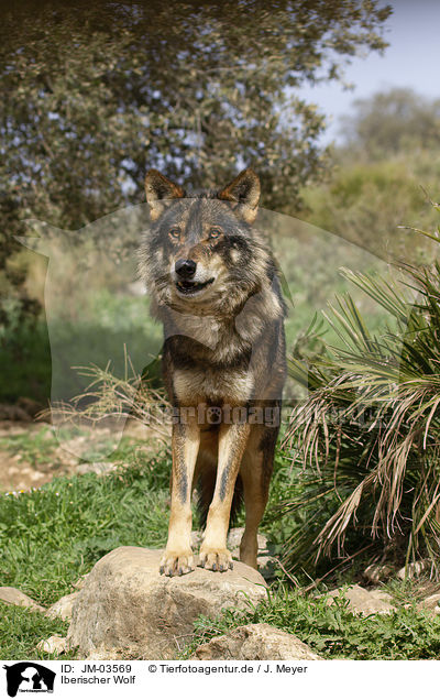 Iberischer Wolf / JM-03569