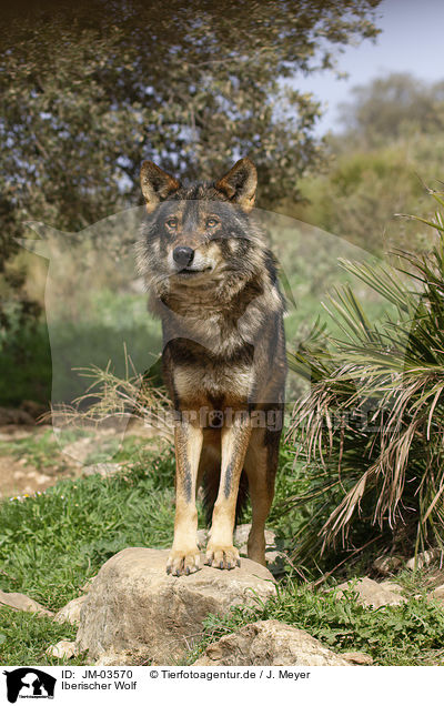 Iberischer Wolf / Iberian wolf / JM-03570