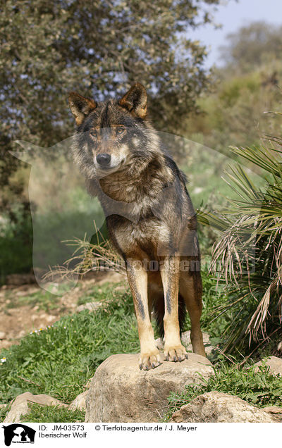 Iberischer Wolf / Iberian wolf / JM-03573