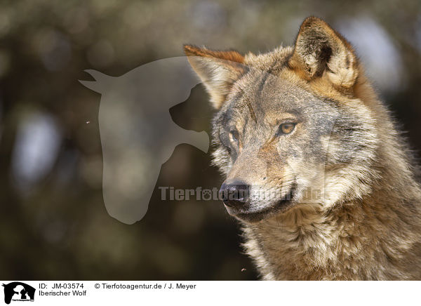 Iberischer Wolf / JM-03574