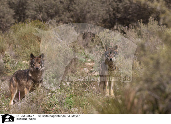 Iberische Wlfe / Iberian wolves / JM-03577