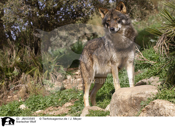 Iberischer Wolf / JM-03585