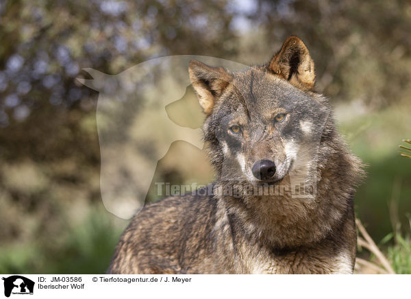Iberischer Wolf / JM-03586