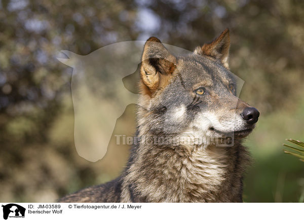 Iberischer Wolf / JM-03589