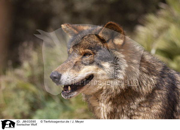 Iberischer Wolf / JM-03590