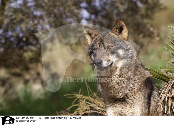Iberischer Wolf / JM-03591