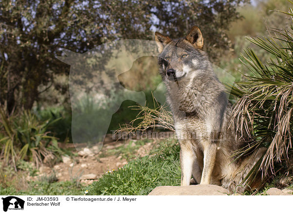 Iberischer Wolf / JM-03593