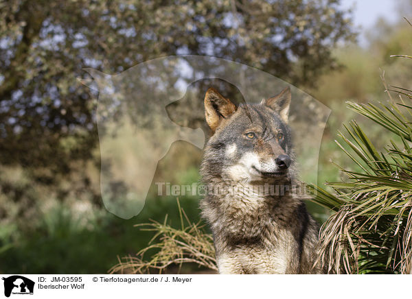 Iberischer Wolf / JM-03595