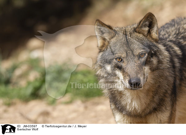 Iberischer Wolf / JM-03597