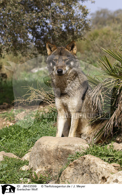 Iberischer Wolf / JM-03599