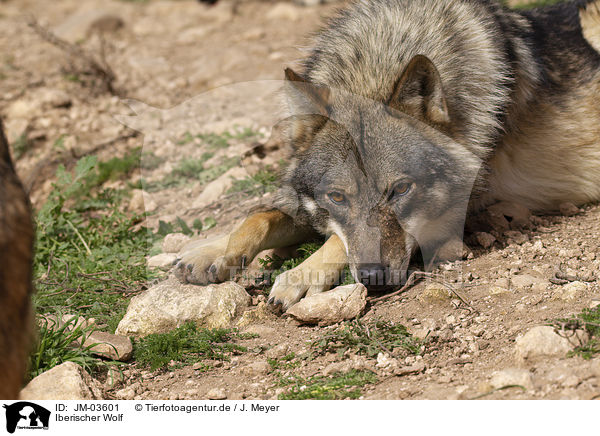 Iberischer Wolf / JM-03601