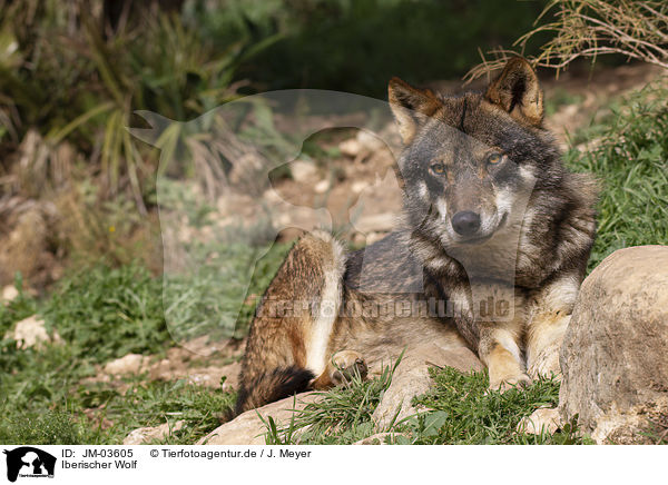 Iberischer Wolf / JM-03605