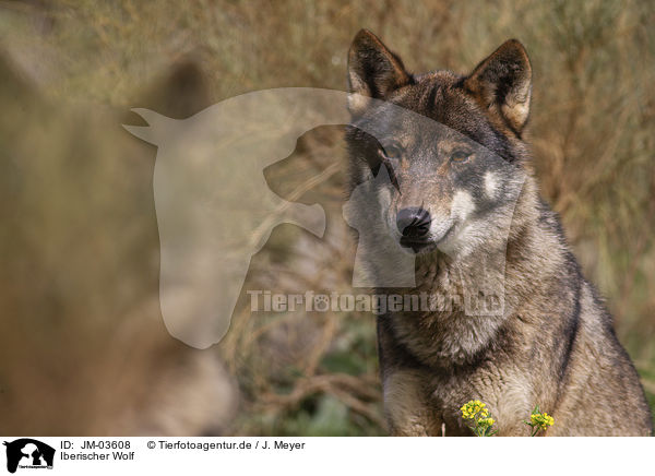 Iberischer Wolf / JM-03608