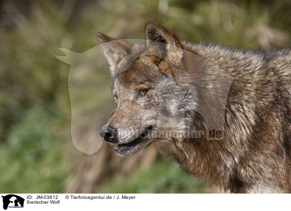 Iberischer Wolf / JM-03612