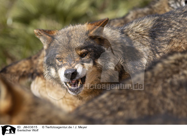 Iberischer Wolf / JM-03615