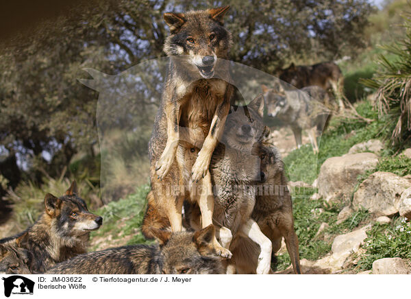 Iberische Wlfe / Iberian wolves / JM-03622