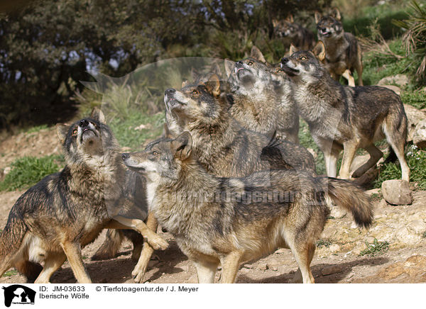 Iberische Wlfe / Iberian wolves / JM-03633