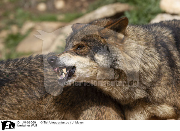 Iberischer Wolf / Iberian wolf / JM-03660