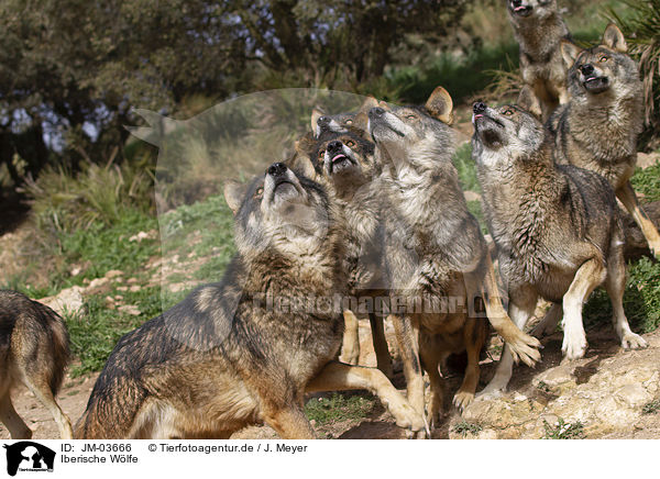 Iberische Wlfe / Iberian wolves / JM-03666