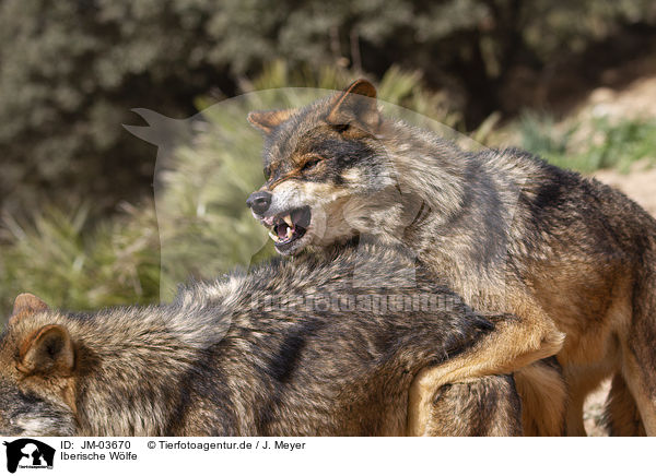 Iberische Wlfe / Iberian wolves / JM-03670