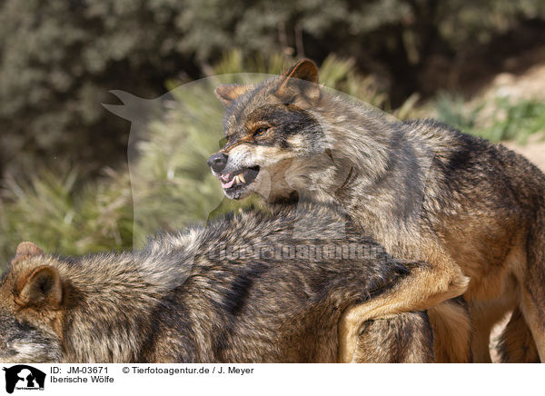 Iberische W�lfe / Iberian wolves / JM-03671