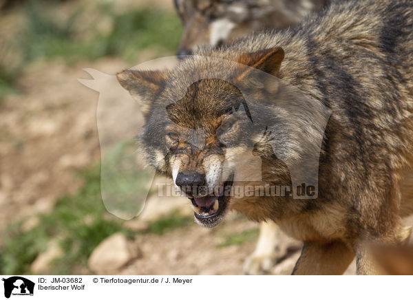 Iberischer Wolf / Iberian wolf / JM-03682