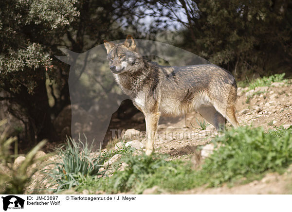 Iberischer Wolf / Iberian wolf / JM-03697