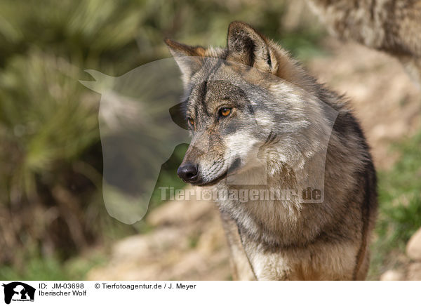 Iberischer Wolf / Iberian wolf / JM-03698