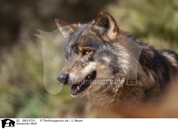 Iberischer Wolf / Iberian wolf / JM-03701