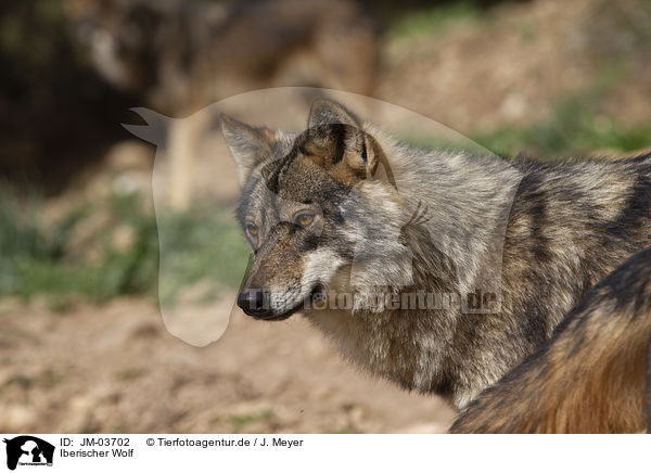 Iberischer Wolf / Iberian wolf / JM-03702