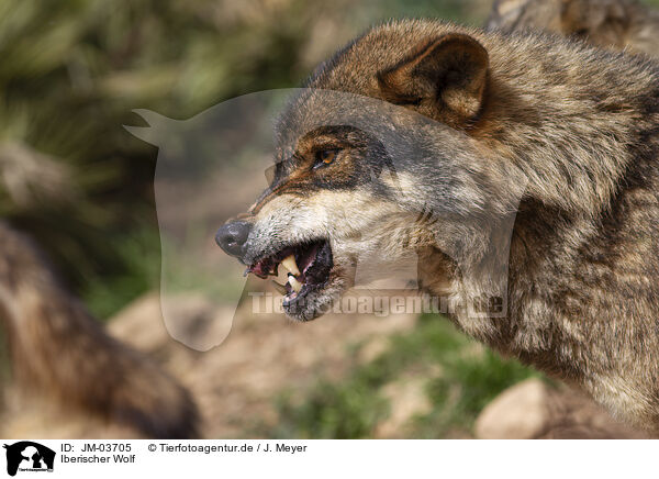 Iberischer Wolf / JM-03705
