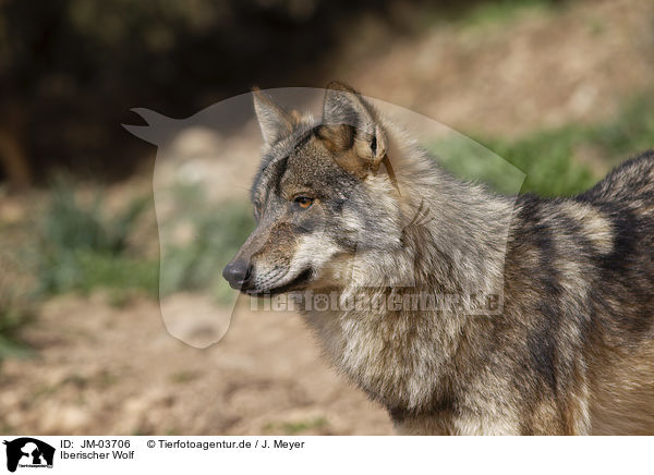 Iberischer Wolf / JM-03706