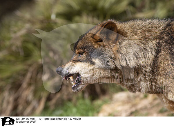 Iberischer Wolf / JM-03708
