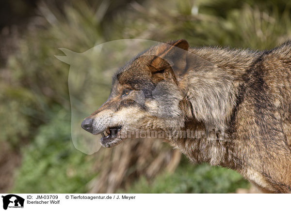 Iberischer Wolf / Iberian wolf / JM-03709