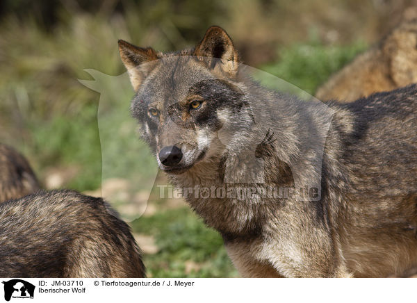 Iberischer Wolf / Iberian wolf / JM-03710