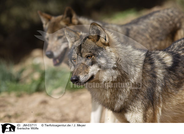 Iberische Wlfe / Iberian wolves / JM-03711