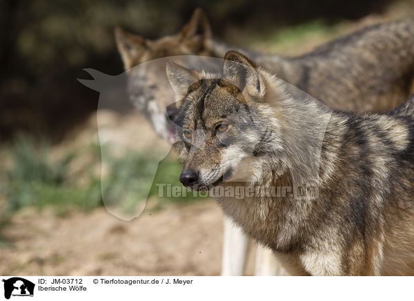 Iberische Wlfe / Iberian wolves / JM-03712