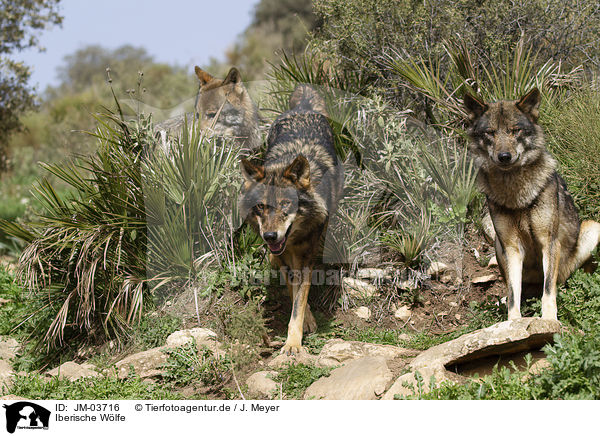 Iberische Wlfe / Iberian wolves / JM-03716