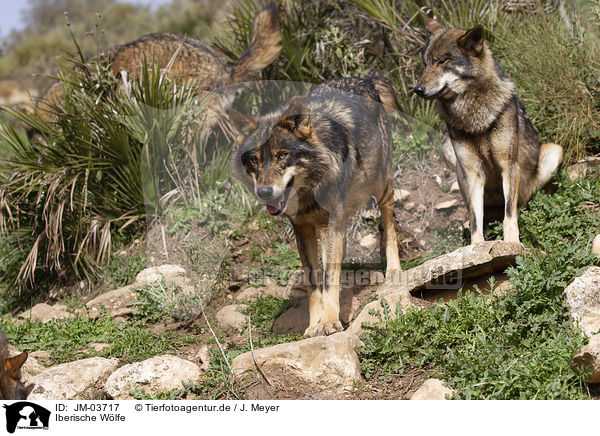 Iberische Wlfe / Iberian wolves / JM-03717