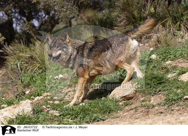 Iberischer Wolf / JM-03722