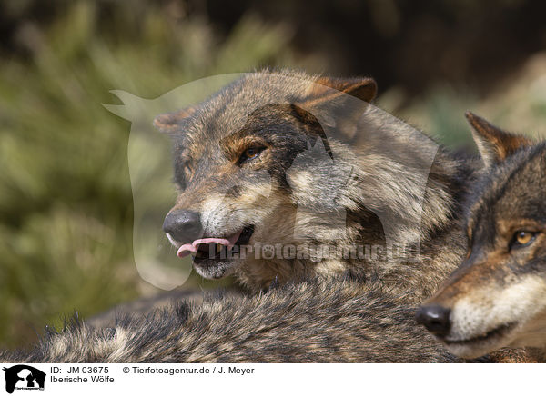 Iberische Wlfe / Iberian wolves / JM-03675