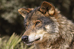 Iberischer Wolf