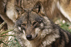 Iberischer Wolf