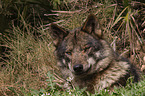 Iberischer Wolf