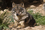 Iberischer Wolf