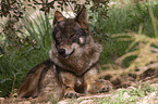 Iberischer Wolf