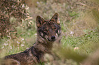 Iberischer Wolf